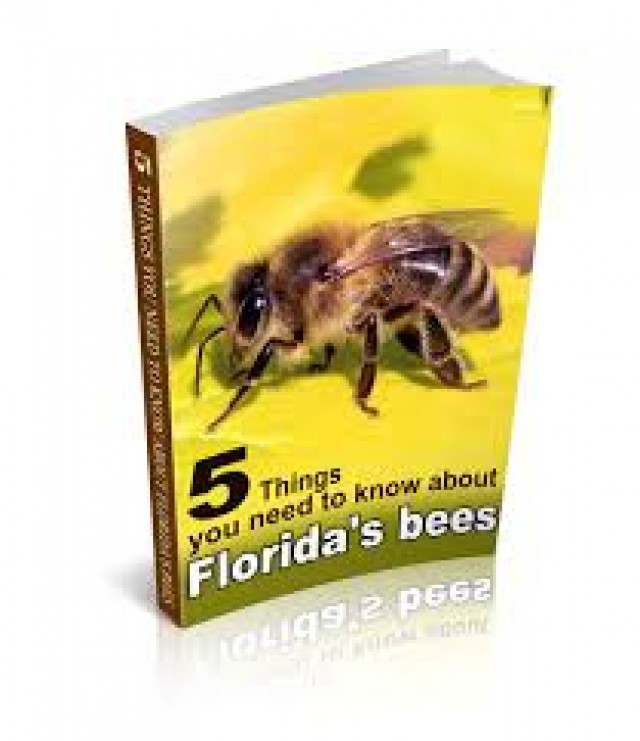 Affordable Bee Removal Service in Florida