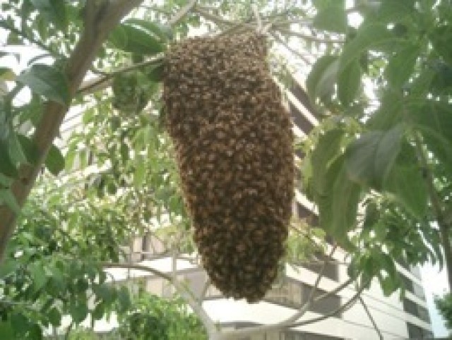 Bee Extermination
