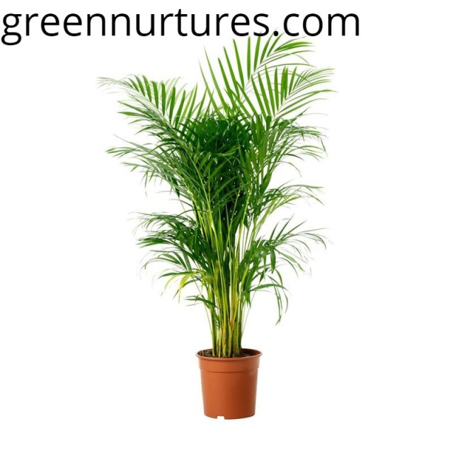 Buy Plants Online Delhi
