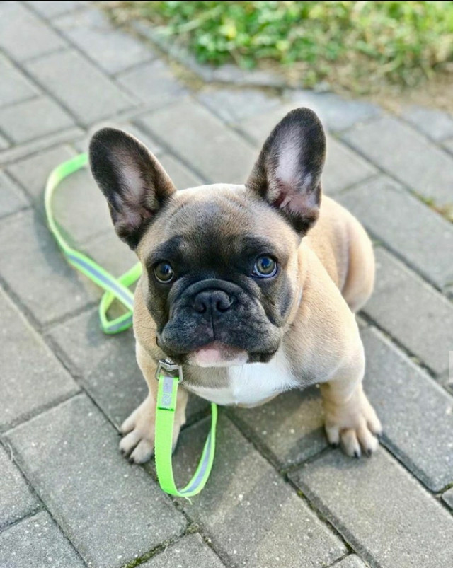 Cute & Playful french bulldog puppies for Sale