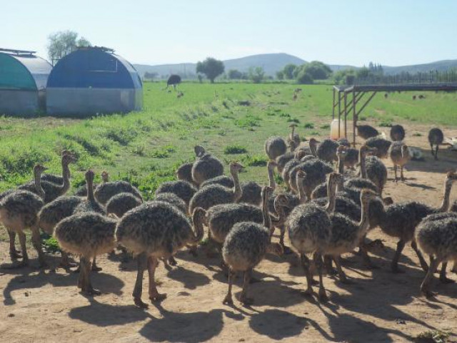 Home Breed ostrich chicks and eggs available 