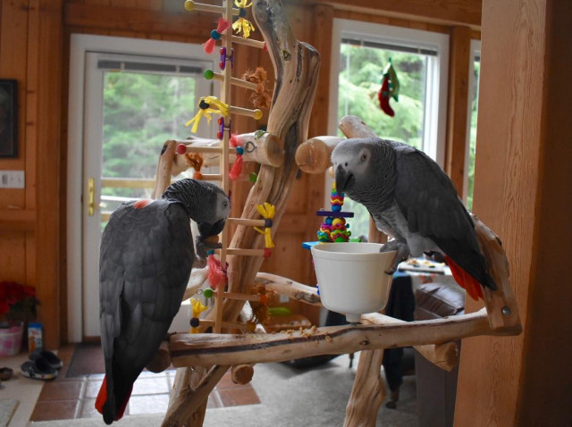 Top quality African Grey parrot Comes with cage.