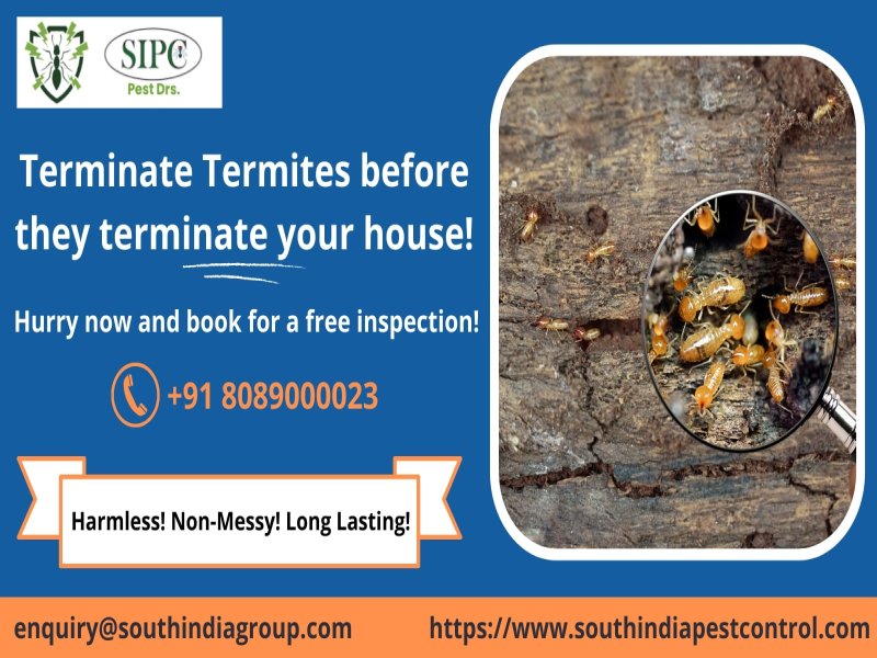 Termite Control Services in Goa