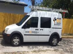 Cost-Effective Bee Removal Service In Miami
