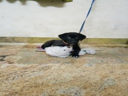 3 Month Labrador for Adoption