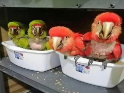 parrot chicks and eggs best price
