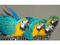 Macaw parrots male and female for sale