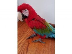We have beautiful male and female Greenwing Macaw parrots 