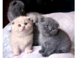 Scottish fold Kittens - Pure Bred - Male and female Available