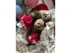 Lovely Capuchin Monkeys available for Sale