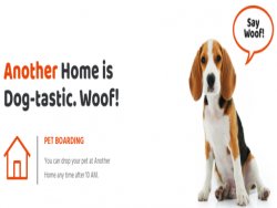 Looking For Pet Boarding In Gurgaon?