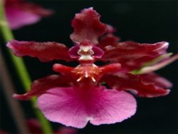Orchid Online Purchase